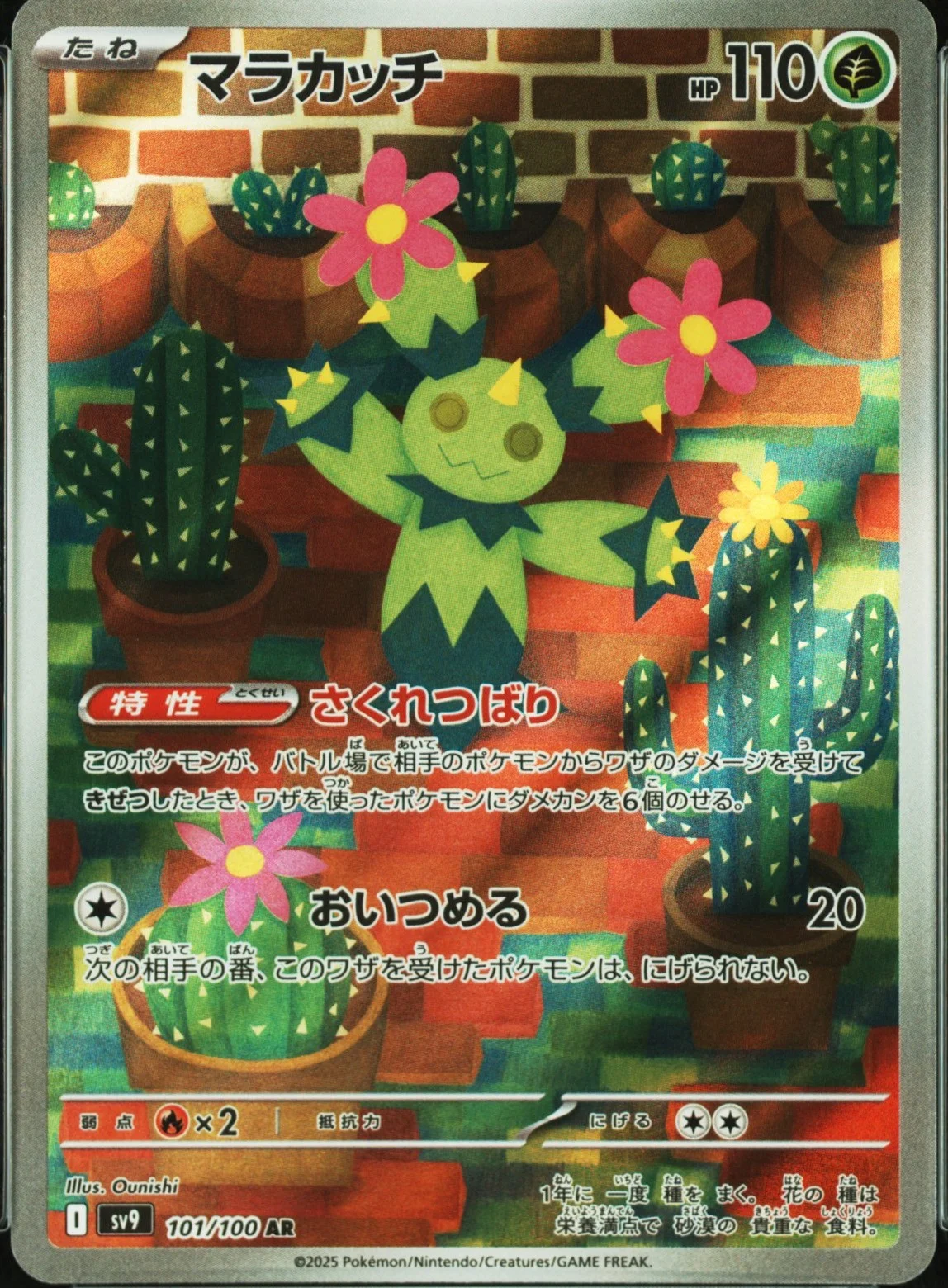 Maractus
